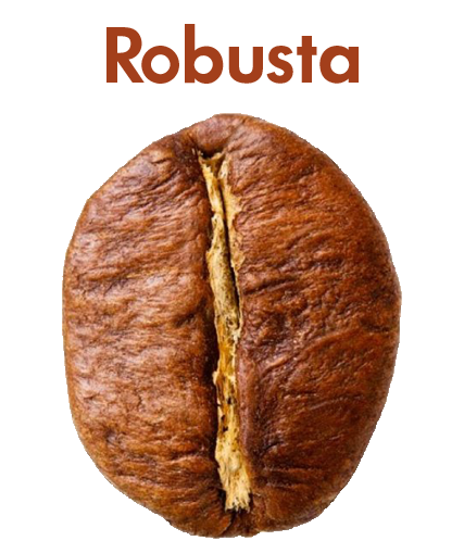 Specifiche chicco di caffe Robusta con i sui gusti e per chi è più indicato 