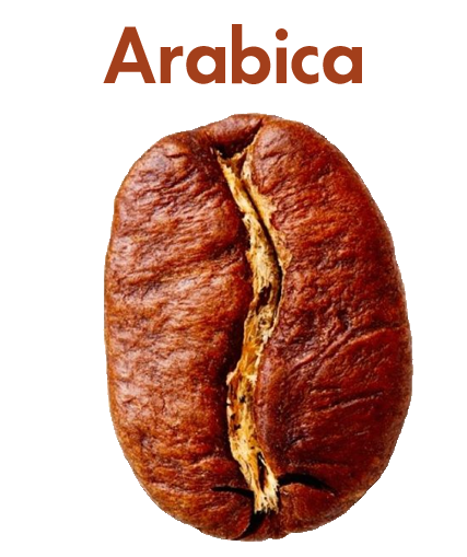 Specifiche chicco di caffe Arabica con i sui gusti e per chi è più indicato 