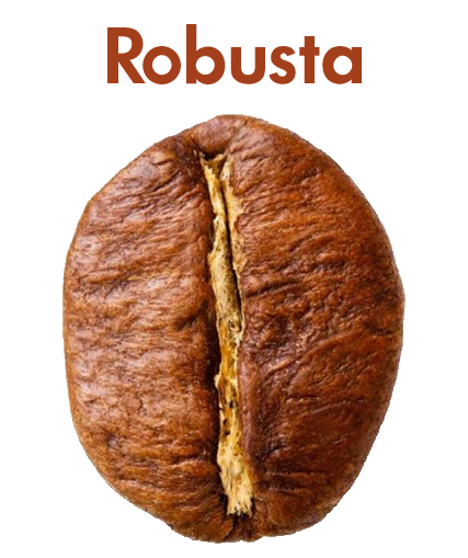 Specifiche chicco di caffe Robusta con i sui gusti e per chi è più indicato 